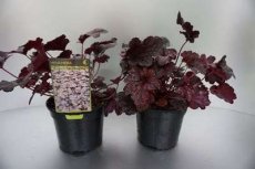 Heuchera ‘Plum Pudding’® 50 C2 Heuchera ‘Plum Pudding’® | Purperklokje 50 C2