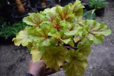 Heuchera 'Ring of Fire' | Purperklokje 35 C2