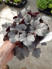 Heuchera hybr. 'Silver Gumdrop'® | Purperklokje 40 P9