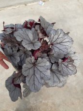 Heuchera hybr. 'Silverberry'  | Purperklokje 30 C2