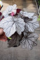 Heuchera hybr. 'Sugar Plum' | Purperklokje 40 P9