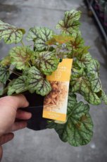 Heuchera ‘Tapestry’® | Purperklokje 50 P9