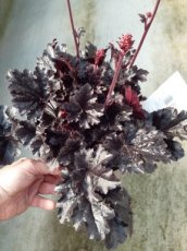 Heuchera 'Timeless Night' | Purperklokje 30 P9