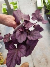 Heuchera hybr. 'Wild Rose'® | Purperklokje 30 P9