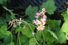 Heucherella alba ‘Bridget Bloom’ | Schuimklokje 30 P9