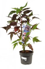 Hibiscus moscheutos 'Carousel® Joly Heart' - roze - Altheastruik 50-60 C2