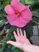 Hibiscus mos. 'Carousel® Pink Passion' Hibiscus moscheutos 'Carousel® Pink Passion' - roze - Altheastruik 50-60 C2