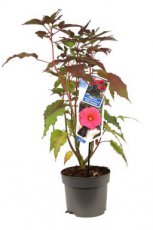 Hibiscus moscheutos 'Carousel® Pink Passion' - roze - Altheastruik 50-60 C2