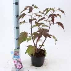 Hibiscus moscheutos 'Carousel® Pink Candy' - roze - Altheastruik 50-60 C2