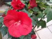 Hibiscus palustris ''Carousel ® 'Geant Red' Hibiscus moscheutos 'Carousel® Geant Red' - rood - Altheastruik 50-60 C2