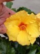 Hibiscus 'Rosa-Sinensis (geel) - stam 20/25 Hibiscus 'Rosa-Sinensis (geel) - stam | Chinese roos 40-45  C3