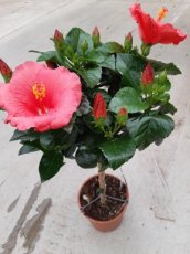 Hibiscus 'Rosa-Sinensis (rood) - stam 20/25 Hibiscus 'Rosa-Sinensis (rood) - stam | Chinese roos 40-45  C3
