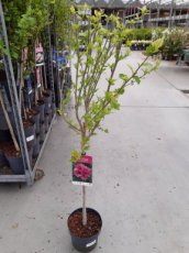 Hibiscus syr. 'Duc de Brabant' - stam 60 Hibiscus syriacus ‘Duc de Brabant’ - lila - Altheastruik stam 60 C4