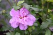 Hibiscus syriacus 'Ardens' 40/60 C Hibiscus syriacus ‘Ardens’ - lila - Altheastruik 40-60 C