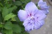 Hibiscus syriacus 'Blue Chiffon'® 40/60 C Hibiscus syriacus  'Blue Chiffon'® - blauw - Altheastruik 40-60 C