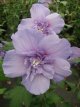 Hibiscus syriacus 'Blue Chiffon'® 40/60 C Hibiscus syriacus  'Blue Chiffon'® - blauw - Altheastruik 40-60 C