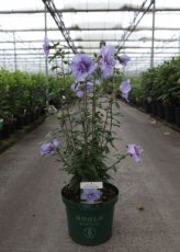 Hibiscus syriacus 'Blue Chiffon'® 60/80 C10 Hibiscus syriacus  'Blue Chiffon'® - blauw - Altheastruik 60-80 C10