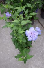 Hibiscus syriacus  'Blue Chiffon'® - blauw - Altheastruik 40-60 C