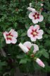 Hibiscus syriacus 'Hamabo' 40/60 C Hibiscus syriacus ‘Hamabo’ - roze - Altheastruik 40-60 C