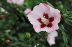 Hibiscus syriacus 'Hamabo' 40/60 C Hibiscus syriacus ‘Hamabo’ - roze - Altheastruik 40-60 C