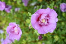 Hibiscus syriacus  'Lavender Chiffon'® (‘Notwoodone’) - lila - Altheastruik 40-60 C