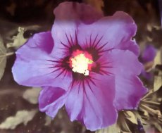 Hibiscus syriacus 'Marina' - blauw - Altheastruik 40-60 C