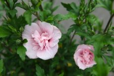 Hibiscus syriacus  'Pink Chiffon'® 40/60 C Hibiscus syriacus 'Pink Chiffon'® - roze - Altheastruik 40-60 C