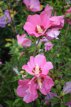 Hibiscus syriacus  'Pink Chiffon'® 40/60 C Hibiscus syriacus 'Pink Chiffon'® - roze - Altheastruik 40-60 C