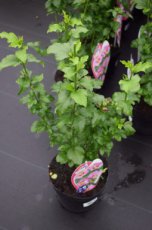 Hibiscus syriacus 'Pink Chiffon'® - roze - Altheastruik 40-60 C