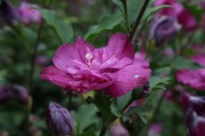 Hibiscus syriacus 'Purple Ruffles'® (‘Sanchoyo’®) - lila - Altheastruik 40-60 C