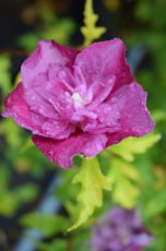 Hibiscus syriacus 'Purple Ruffles'® (‘Sanchoyo’®) - lila - Altheastruik 40-60 C