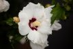 Hibiscus syriacus 'Red Heart' 40/60 C Hibiscus syriacus ‘Red Heart’ - wit, rood - Altheastruik 40-60 C