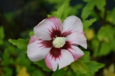 Hibiscus syriacus 'Red Heart' 40/60 C Hibiscus syriacus ‘Red Heart’ - wit, rood - Altheastruik 40-60 C