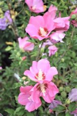 Hibiscus syriacus ‘Resi’ - rose - Altheastruik - Stam 170 C35