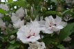 Hibiscus syriacus 'Speciosus' 40/60 C Hibiscus syriacus ‘Speciosus’ - wit,roze-Altheastruik 40-60  C