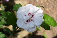 Hibiscus syriacus ‘Speciosus’ - wit,roze-Altheastruik 40-60  C