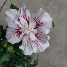 Hibiscus syriacus 'Starbust Chiffon'® - wit,rood- Altheastruik 40-60 C3