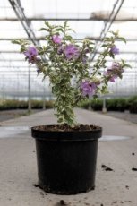 Hibiscus syriacus 'Sugar Tip' 40/60 C Hibiscus syriacus 'Sugar Tip'- roze - bontbladig - Altheastruik 40-60  C