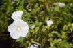 Hibiscus syriacus 'Totus Albus' stam 90 Hibiscus syriacus ‘Totus Albus’ wit - stam 90 Altheastruik