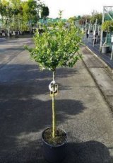 Hibiscus syriacus ‘Totus Albus’ wit - stam 90 Altheastruik