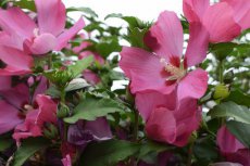 Hibiscus syriacus 'Woodbridge' 40/60 C Hibiscus syriacus ‘Woodbridge’ - donkerroze - Altheastruik 40-60 C