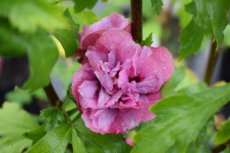 Hibiscus syriacus ‘Duc de Brabant’ - rood-Altheastruik 40-60  C