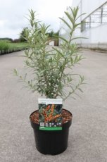 Hippophae rhamnoides 'Leikora' - Duindoorn  30-40 C4