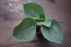 Hosta 'Abiqua Drinking Gourd' | Hartlelie 65 P9