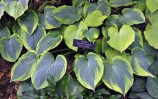 Hosta Alvatine Taylor' | Hartlelie 70 P9