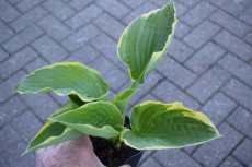 Hosta ‘Aureomarginata’ | Hartlelie 70 P9