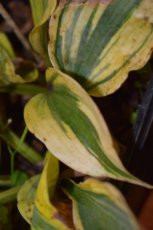 Hosta ‘Autumn Frost’ | Hartlelie 45 P9