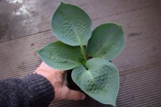 Hosta ‘Big Daddy’ | Hartlelie 90 P9