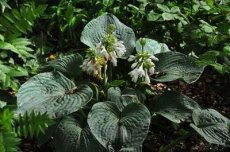 Hosta ‘Blue Angel’ | Hartlelie 50 P9