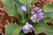 Hosta 'Blue Mouse Ears' 20 P9 Hosta 'Blue Mouse Ears' | Hartlelie 20 P9